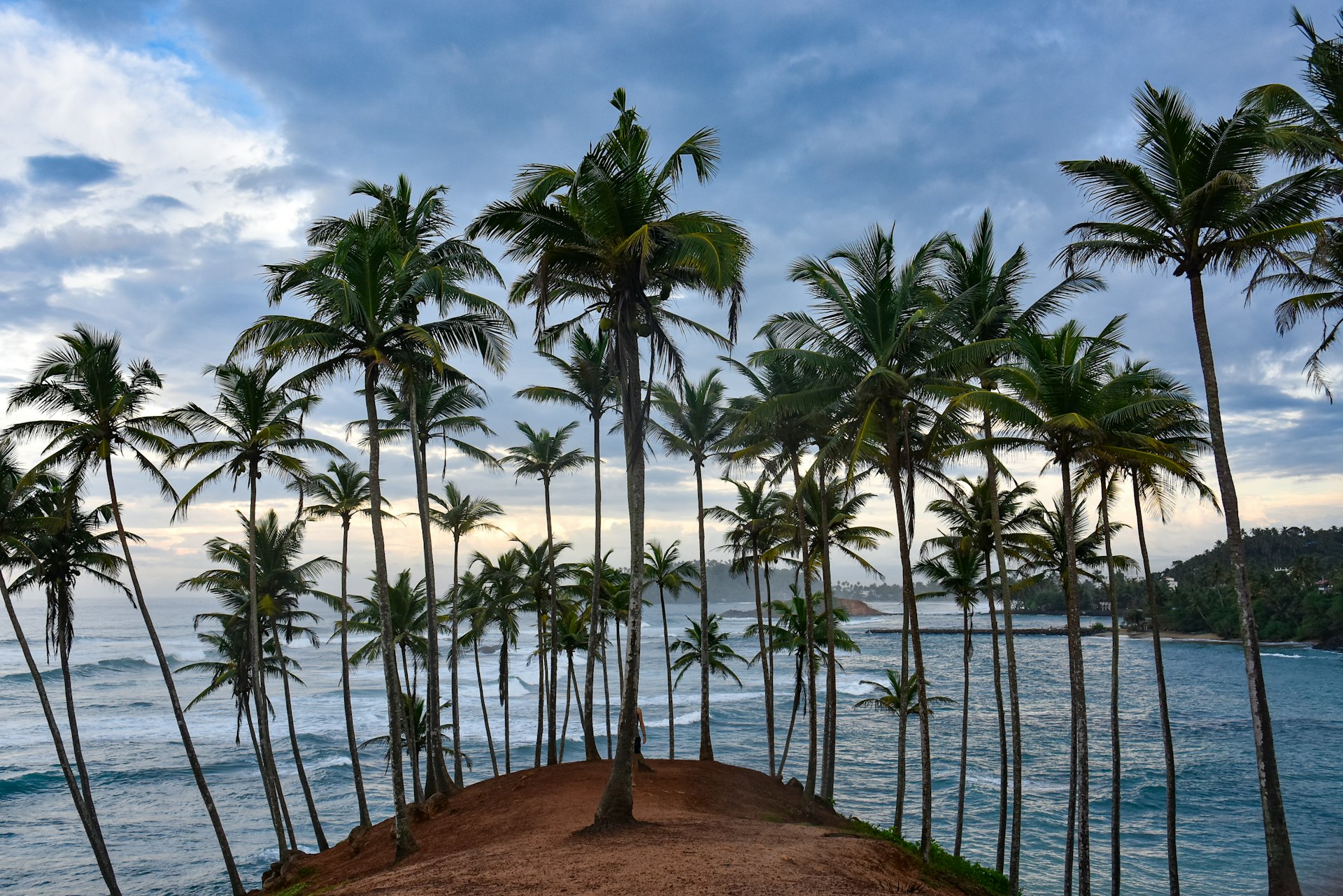 Bentota beach palm trees coastline Sri Lanka