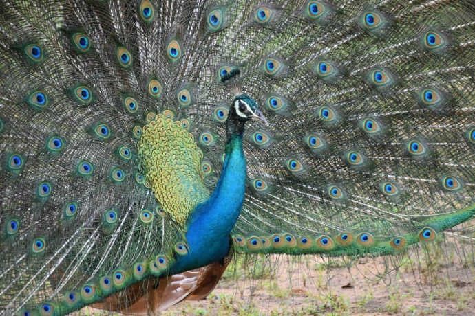 Sri Lanka peacock wildlife nature view