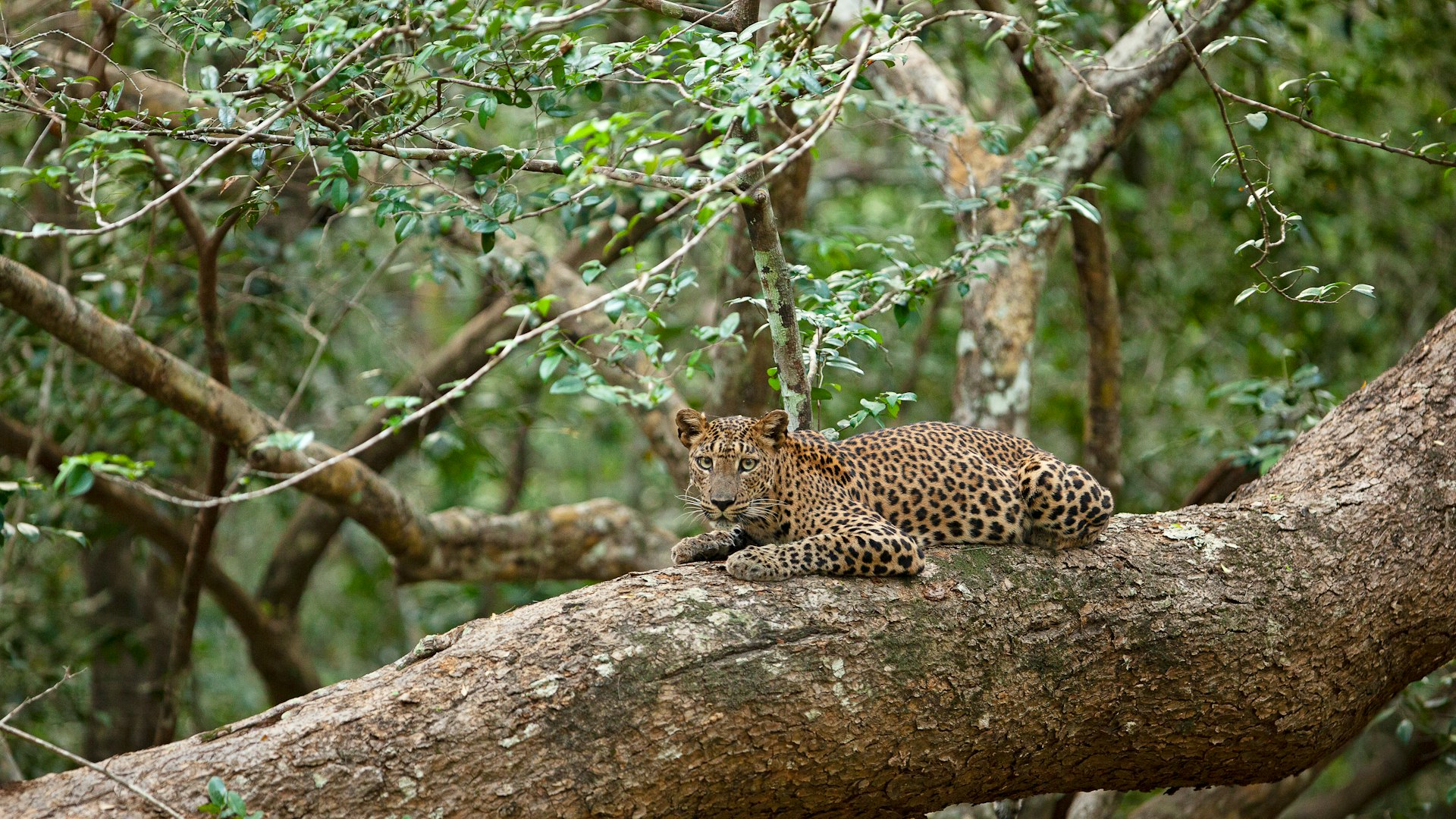 Sri Lanka jungle safari leopard wildlife