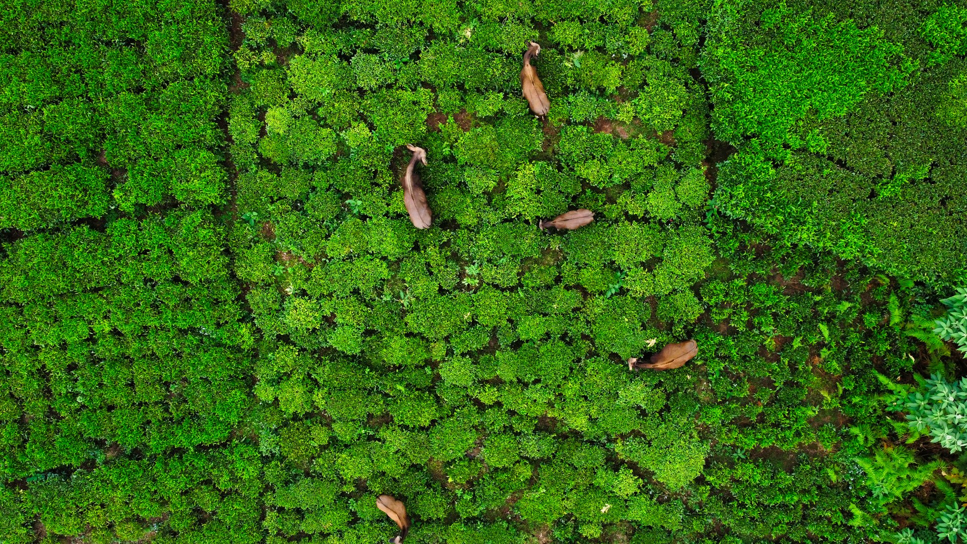 Tea plantation workers green hills India
