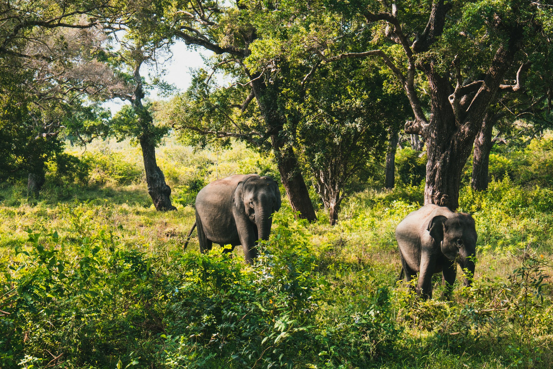 Sri Lanka elephant in forest national park