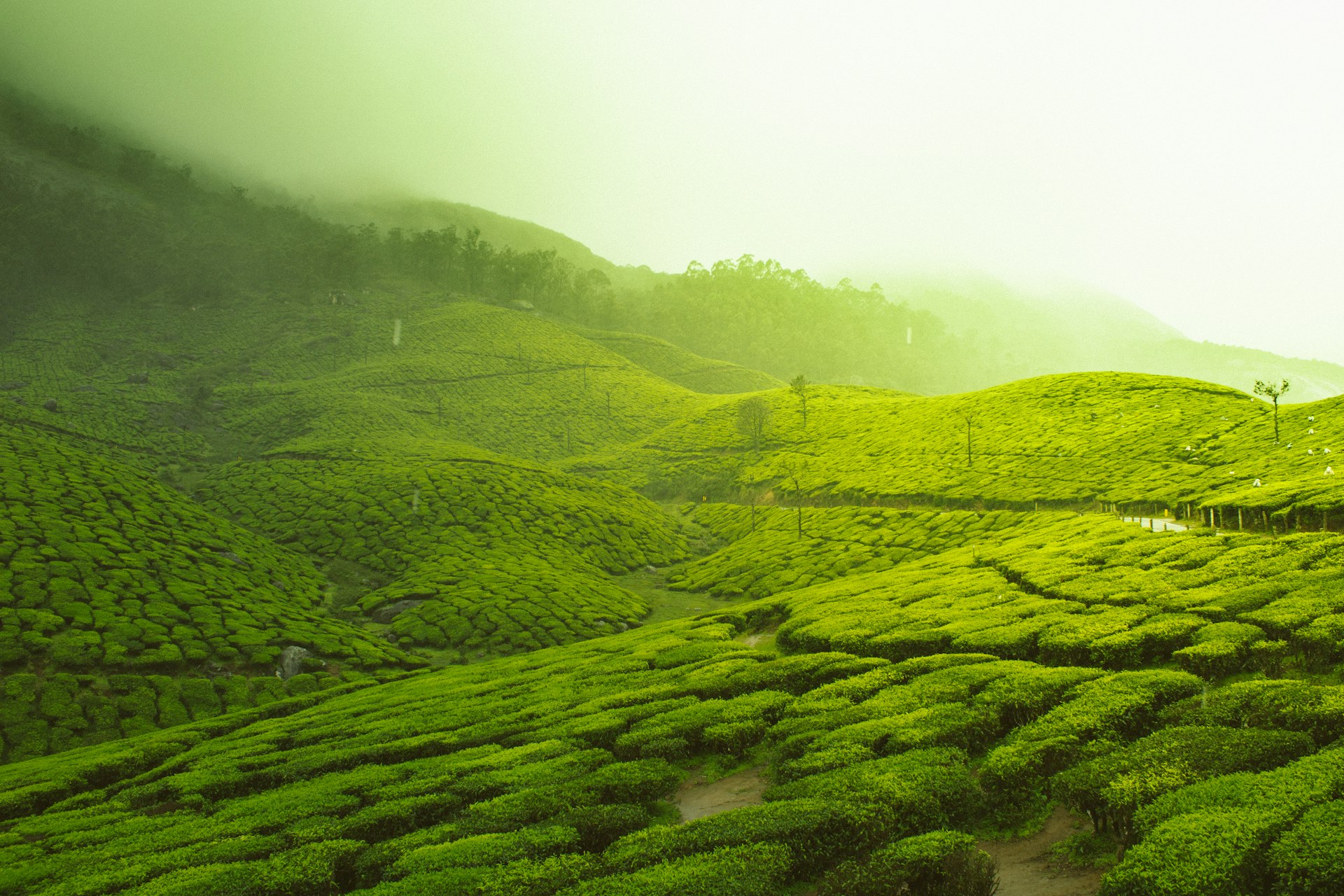 Kerala Tea plantation hills romantic honeymoon