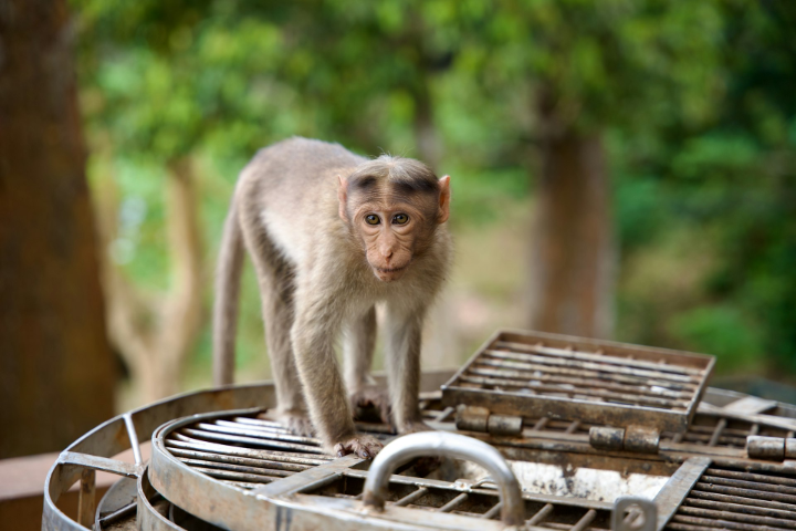 Monkey wildlife India nature experience