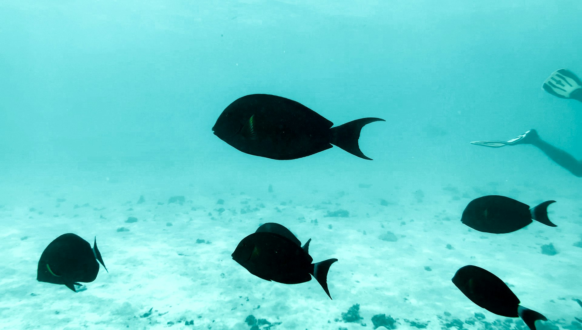 Tropical fish underwater Andaman sea