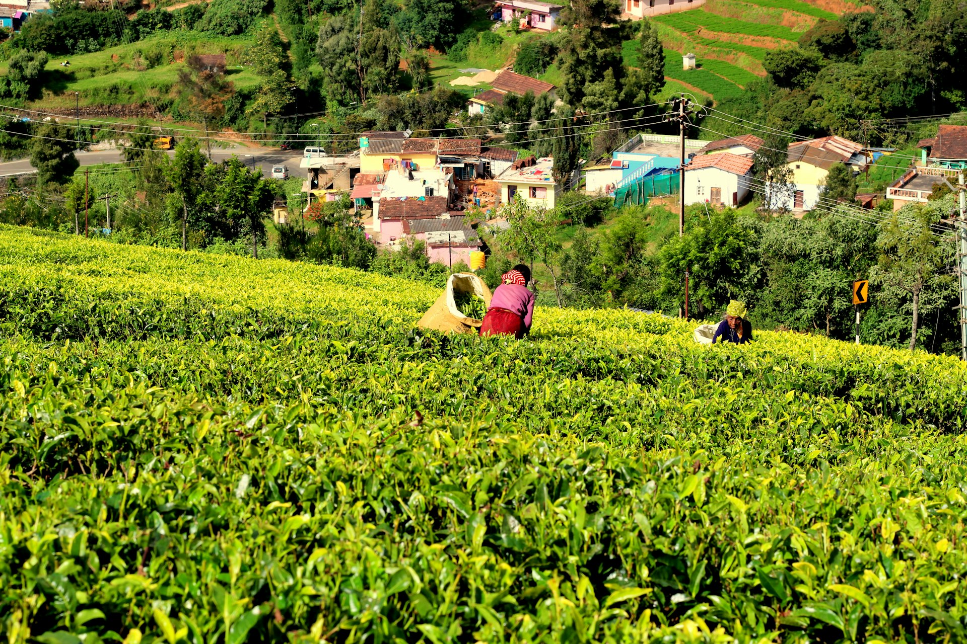 Tea plantation with houses hill station India