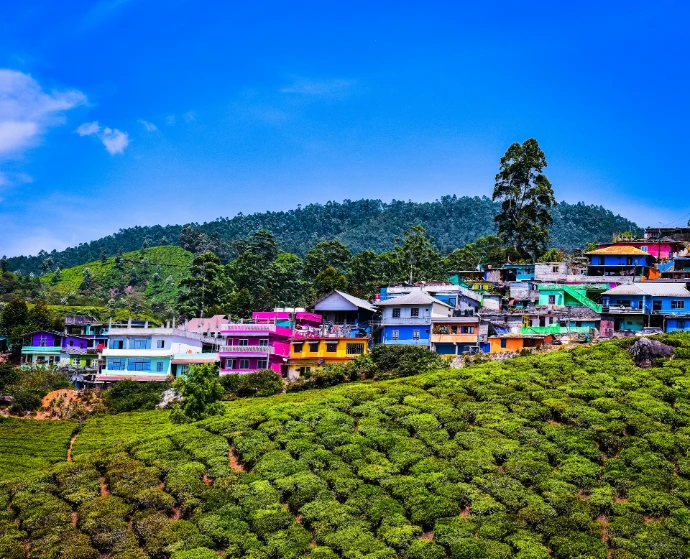 Ooty hill station tea gardens landscape