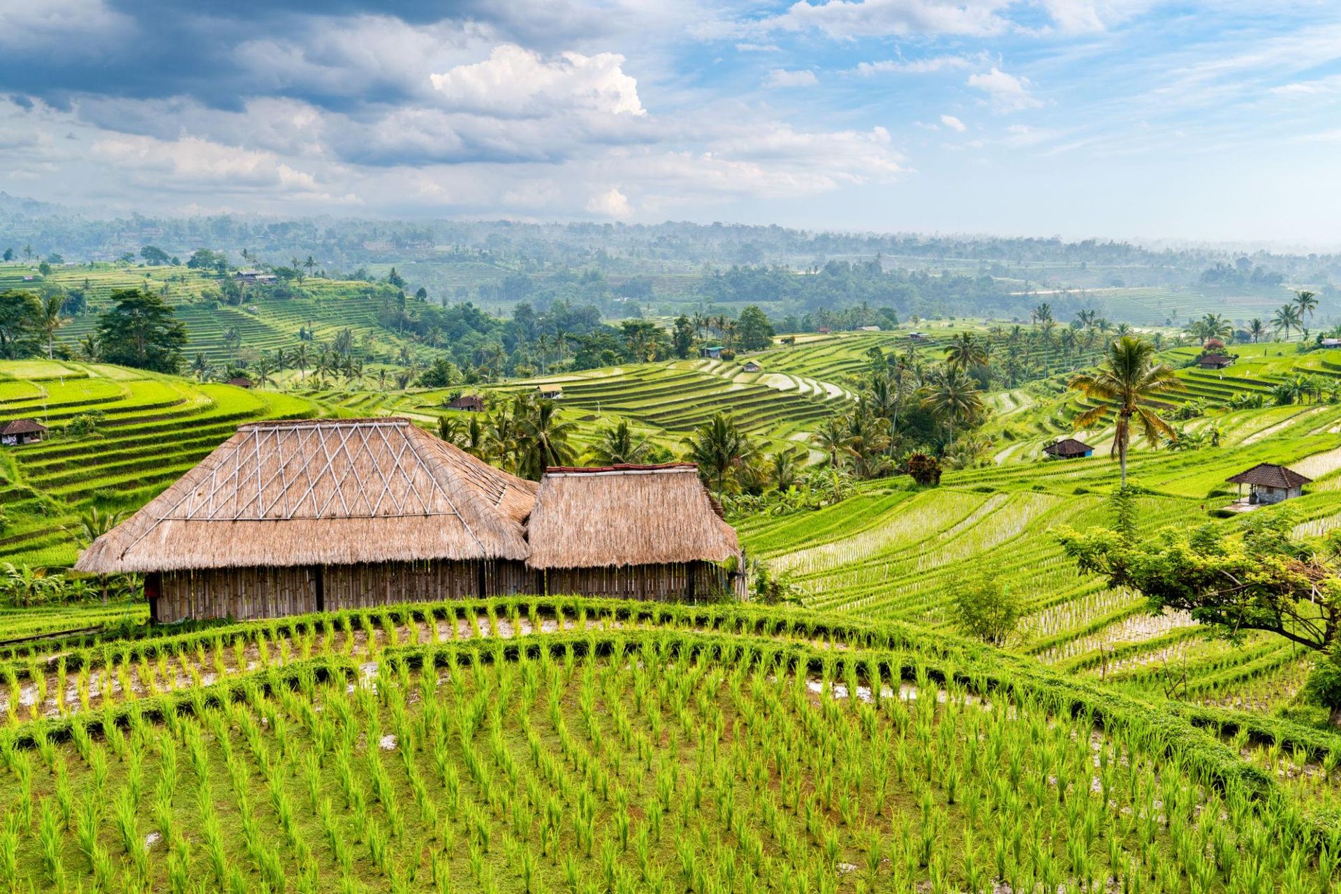 Bali rice terraces with lush green fields